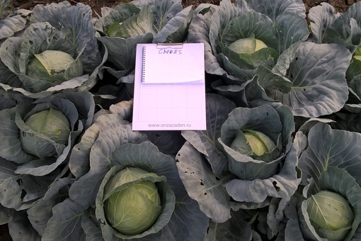 Семена Капуста белокочанная Чиз F1